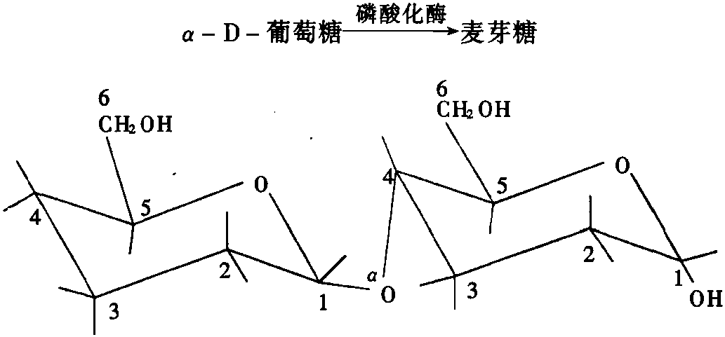 第一節(jié) 谷物淀粉概述